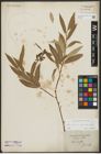 Foto von Salix alba subsp. vitellina (L.) Arcang.